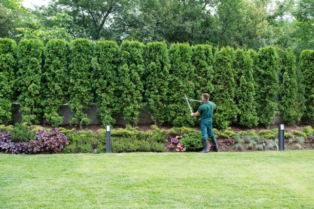 Best Root Management and Removal  in Rolling Meadows, IL