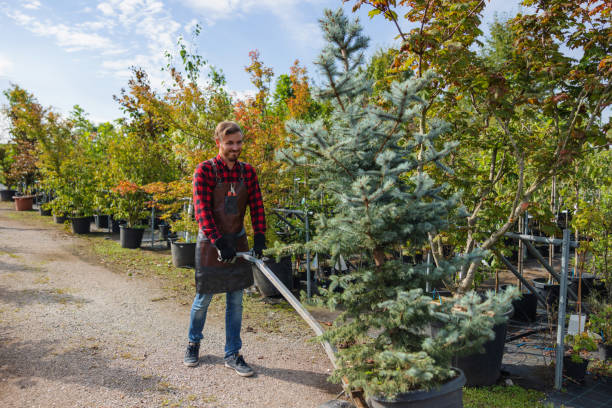 How Our Tree Care Process Works  in  Rolling Meadows, IL
